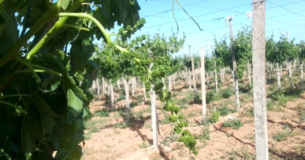 Allonger les grappes de raisin