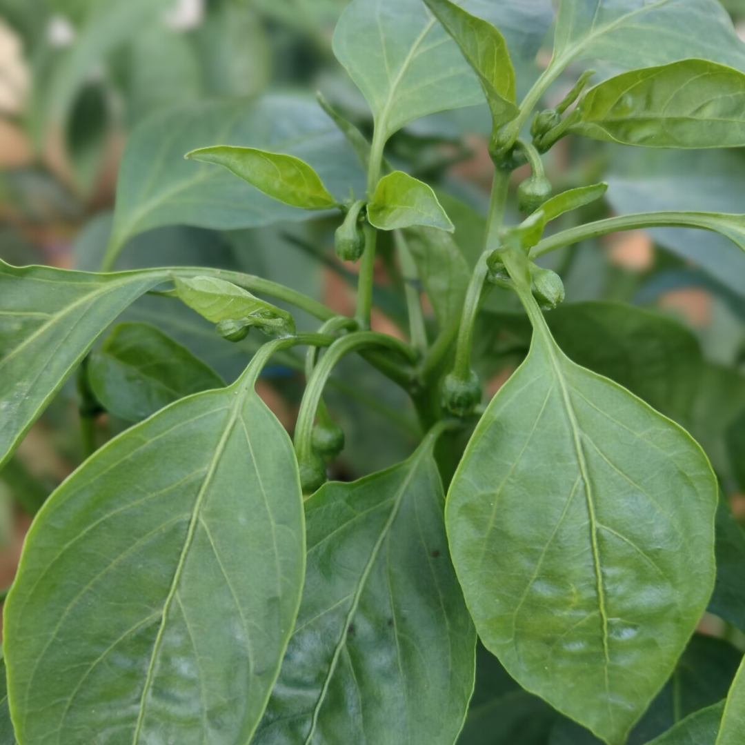Poivron sous serre climatisée