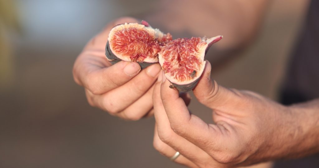figue