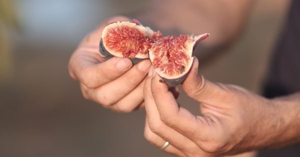 figue