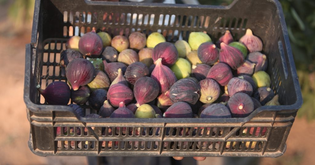 64 variétés de figues
