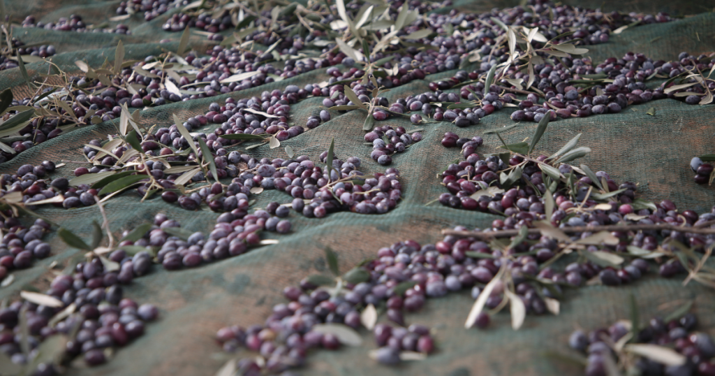 après la récolte des olives