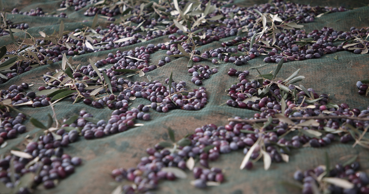 après la récolte des olives